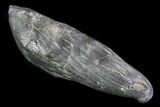 Fossil Sperm Whale (Scaldicetus) Tooth - Huge Specimen #78223-1